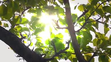 绿叶透过光实拍阳光绿树实拍视频的预览图